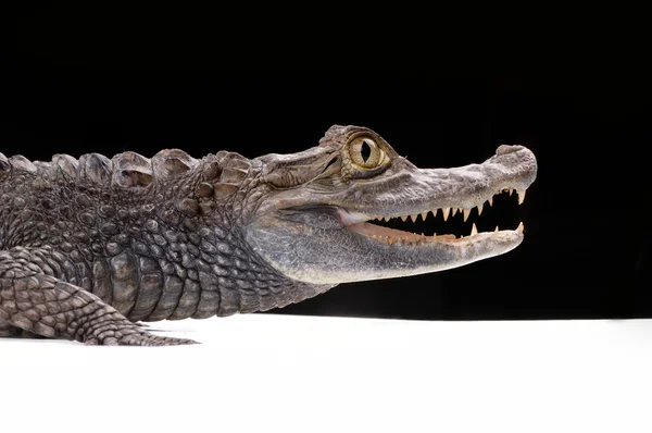 Aligator zbliżenie na czarnym tle — Zdjęcie stockowe
