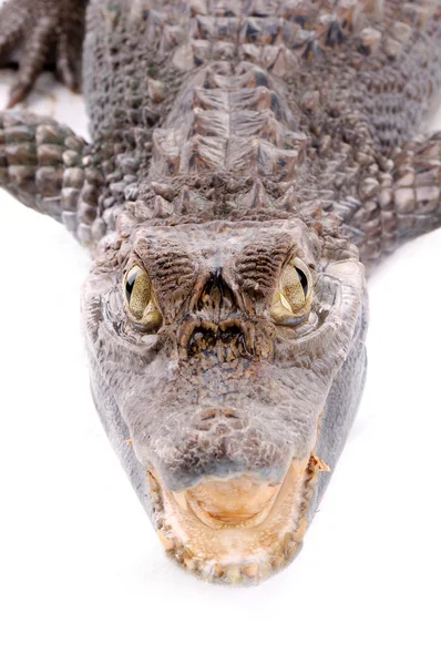 Closeup alligator on white background — Stock Photo, Image