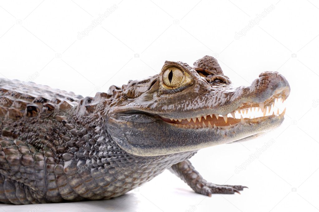 Closeup alligator isolated on the white
