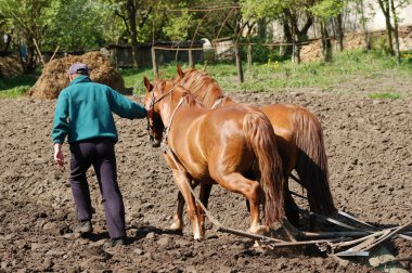 Ploughing the Field with Horses clipart