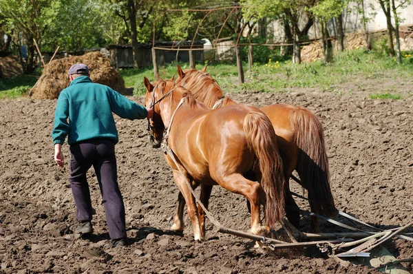 Plöja fältet med hästar — Stockfoto