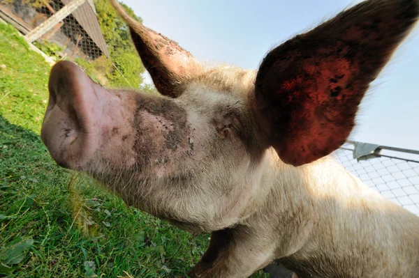 Lustiges Schwein — Stockfoto