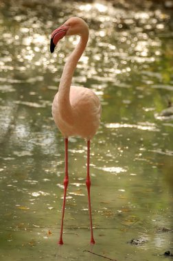 pembe flamingo