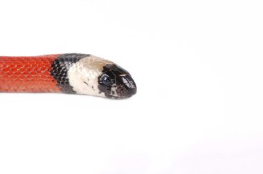 Arizona dağ kingsnake