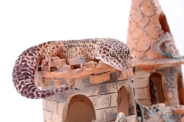Genç leopar gecko, eublepharis. kertenkele