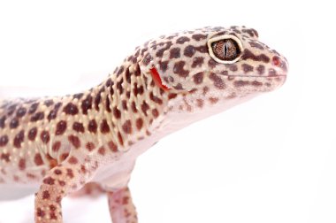 Young Leopard gecko, Eublepharis. lizard clipart