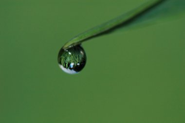 Green leaf with drop of water clipart