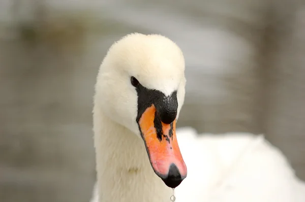 Portrait of the swan — Stock Photo, Image