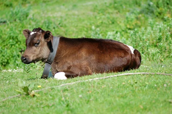 stock image Calf