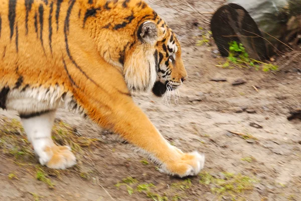 Běžící tygr — Stock fotografie