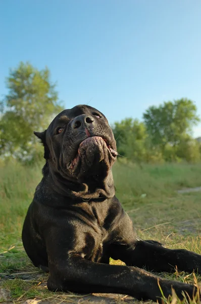 Porträtt av cane corso hunden — Stockfoto