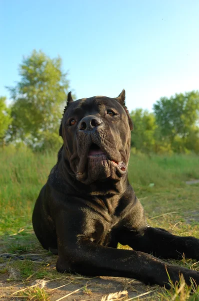 A cane corso kutya portréja — Stock Fotó