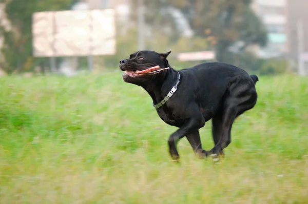 Біг собака — стокове фото