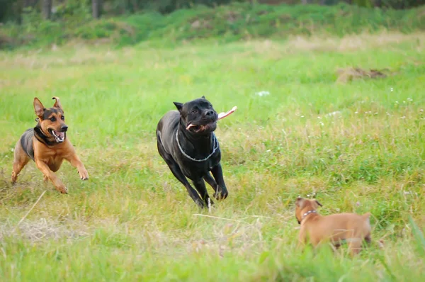 Running dog — Stockfoto