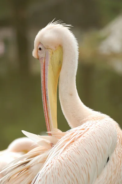 stock image Pelican