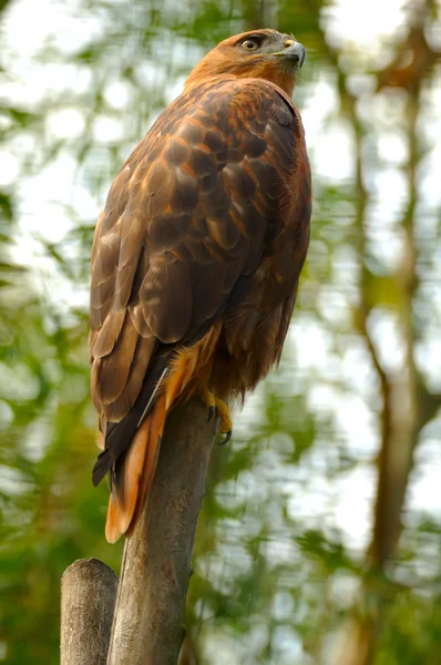 stock image Eagle