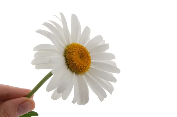 stock image Hand holding Chamomile