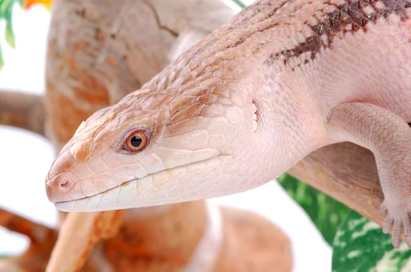 푸른 혀 도마뱀, tiliqua scincoides — 스톡 사진