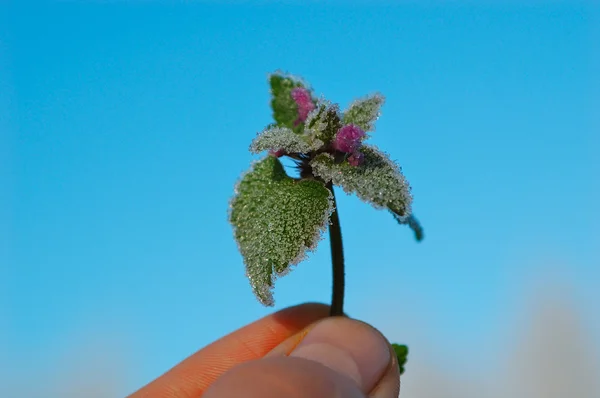 Grön växt med rimfrost i fingrar — Stockfoto