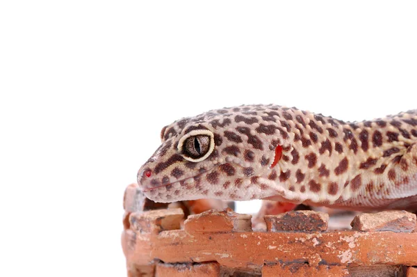 Молодой леопардовый геккон — стоковое фото