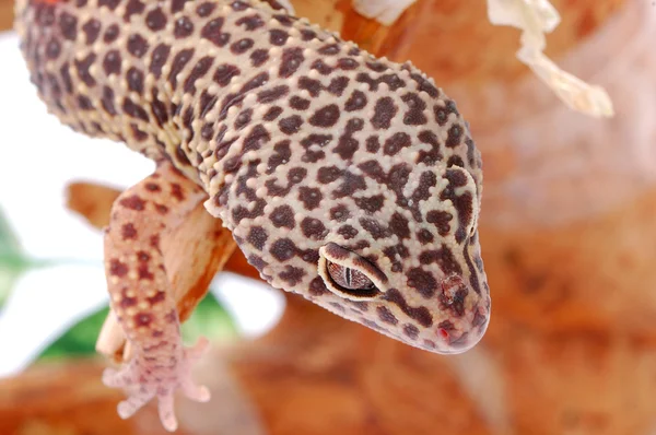 Молодой леопардовый геккон, облефарис. ящерица — стоковое фото