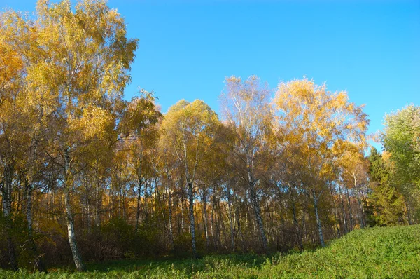 Yellow trees with blue sky — Stock Photo, Image