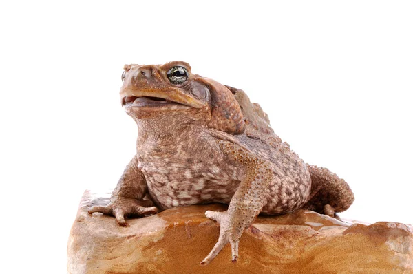 Тростниковая жаба — стоковое фото