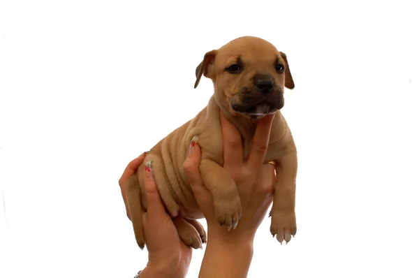Genç köpek yavrusu. Pitbull — Stok fotoğraf