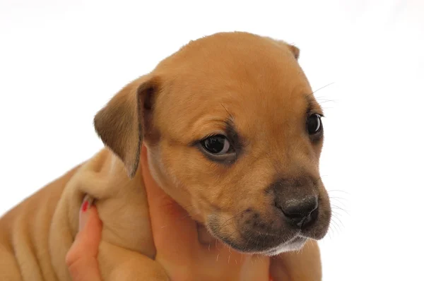 Young puppy. Pitbull — Stock Photo, Image