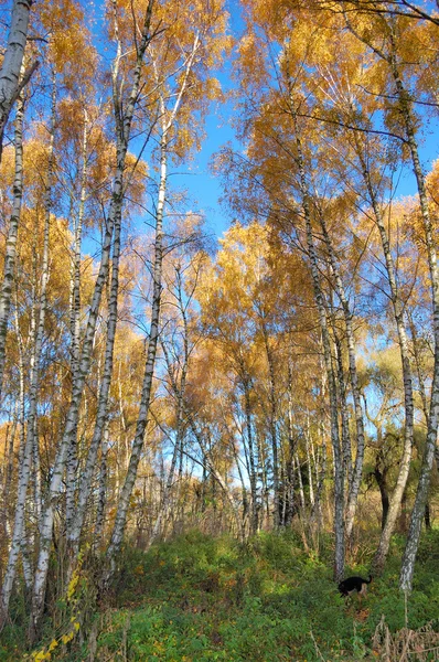 Yellow trees with blue sky — Stock Photo, Image