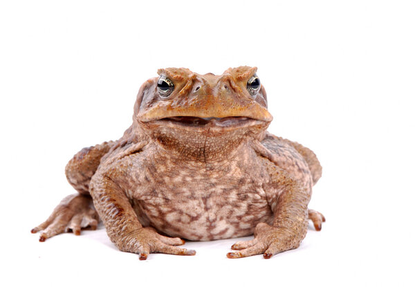 Cane Toad on the white