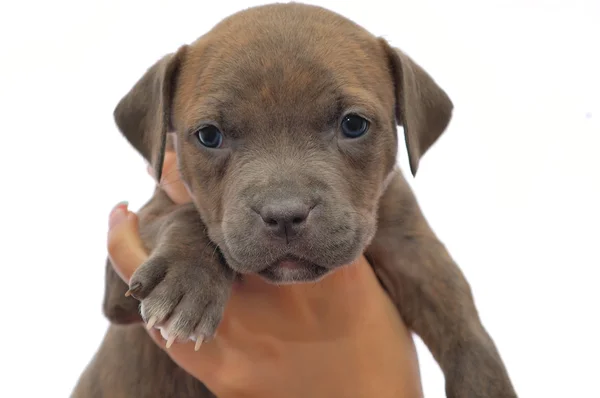 Yonug puppy. Pitbull — Stock Photo, Image