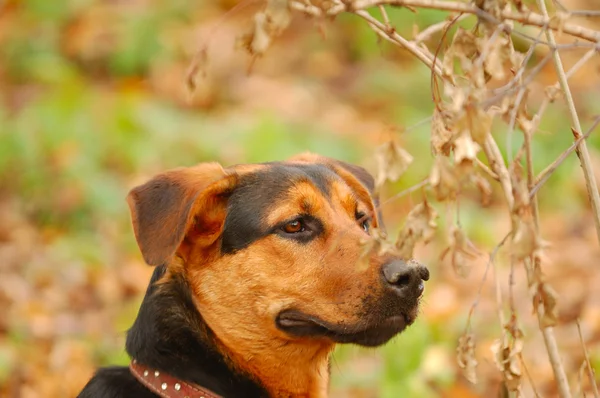 Portrait of the dog — Stock Photo, Image