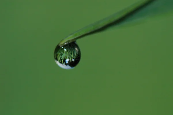 Green leaf with drop of water — Stock Photo, Image