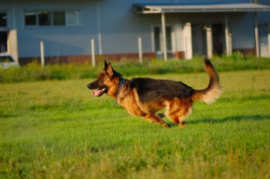 Köpeğin portresi.