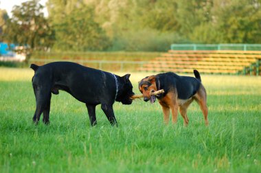 Köpekler iskambil