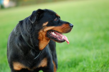 Portrait of Rottweiler dog clipart