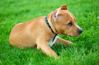 Pit bull terrier puppy on the green gras clipart