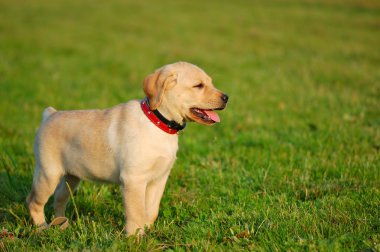 Yeşil çimenlerin üzerinde köpek yavrusu labrador