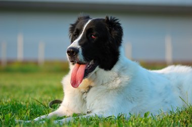 çimenlerin üzerinde Asya çoban köpeği