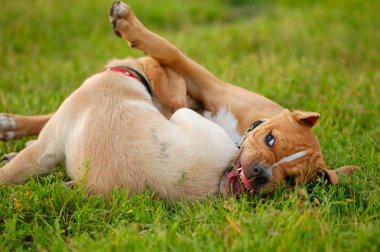 Köpekler iskambil