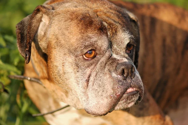 Portrait Of The Boxer Dog — стоковое фото