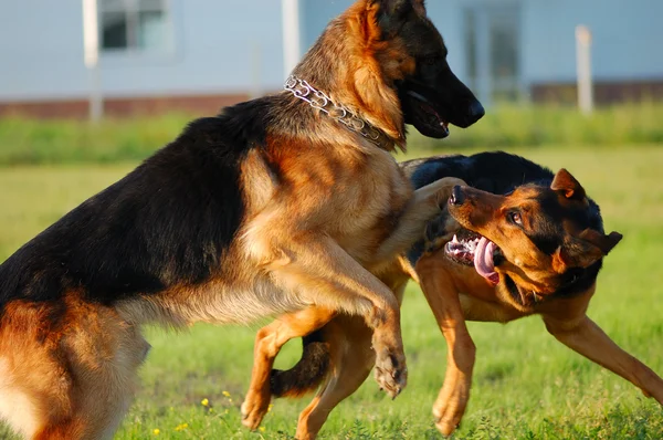 Jogando cães — Fotografia de Stock