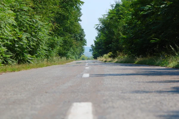 Stock image Tree lined country road