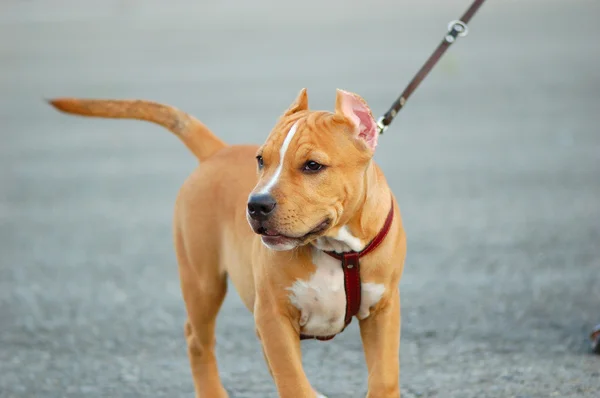 Staffordshire terrier — Stock Photo, Image