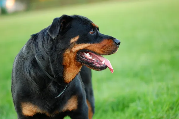 Portrait of Rottweiler dog — Stock Photo, Image