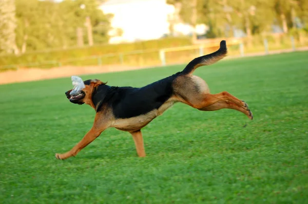 Salto cão — Fotografia de Stock