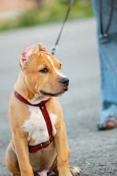 Junger Pitbull Staffordshire Terrier — Stockfoto