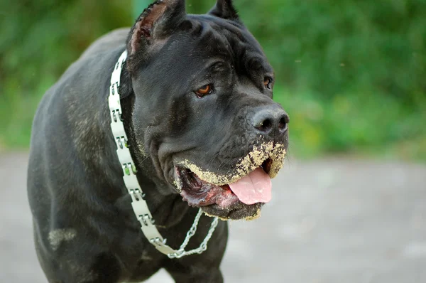 Cane corso σκυλί. ρύγχος λερωθεί με άμμο — Φωτογραφία Αρχείου
