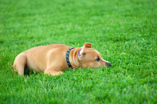 Pozzo toro terrier cucciolo — Foto Stock